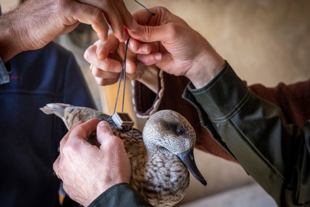 Pantano Longarini - Besenderung einer Marmelente vor Auswilderung © W. Silvestrini